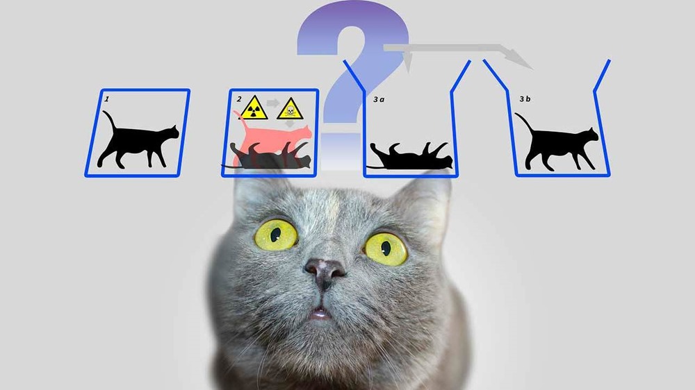 Des physiciens savent quand sauver le chat de Schrödinger et nous rapprochent un peu plus des ordinateurs quantiques
