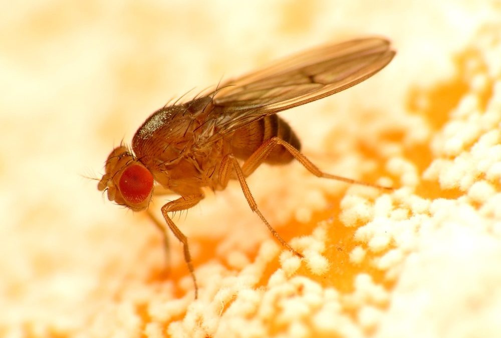 Les premiers signes de douleur chronique chez les insectes pointent vers une profonde origine chez l’humain