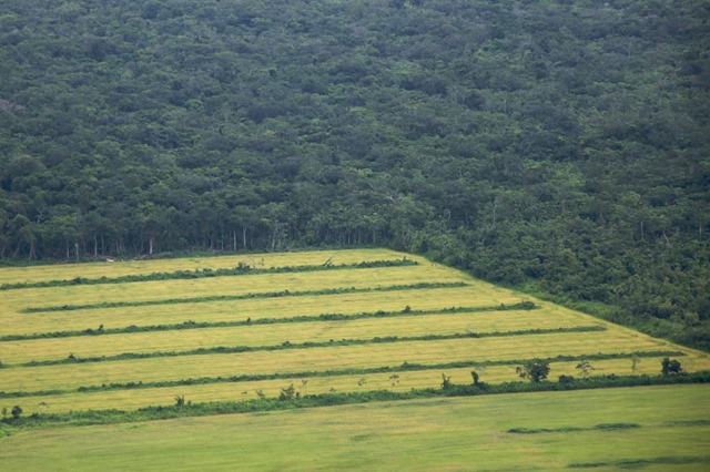 À contresens : la déforestation au Brésil est à son maximum