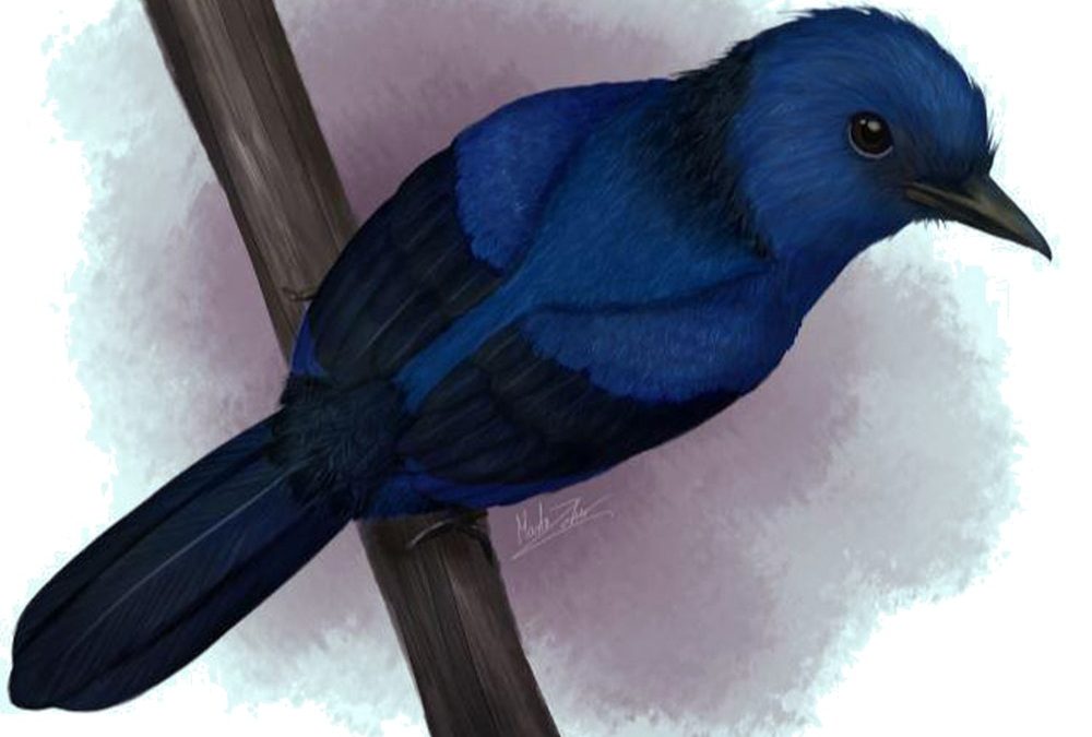 Pour la première fois, des scientifiques ont trouvé la couleur bleue dans d’anciennes plumes fossilisées