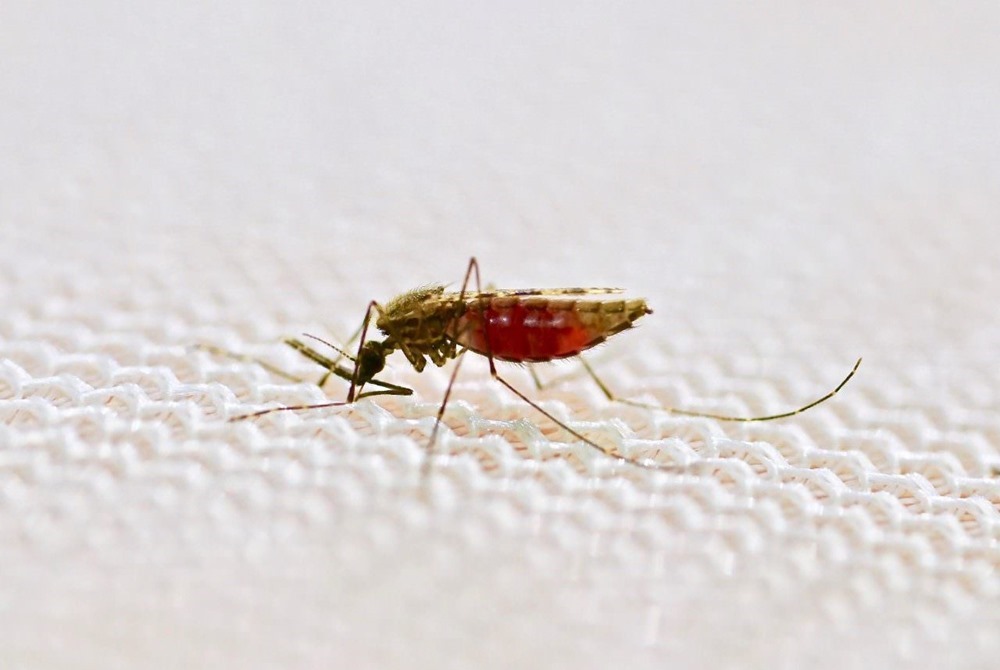 Certains virus vous rendent plus appétissant au nez du moustique