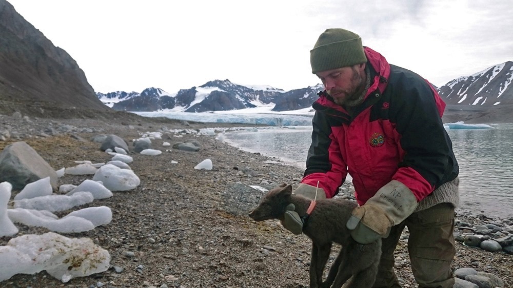Cette renarde arctique a parcouru 3500 km depuis la Norvège jusqu’au Canada en 76 jours