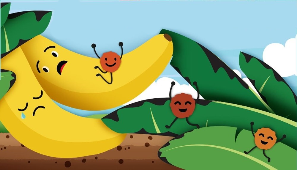 Des bananes génétiquement modifiées pour sauver la banane Cavendish