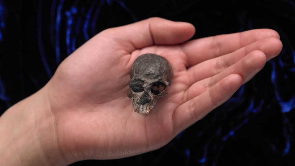 L’évolution du cerveau à travers le crâne d’un singe de 20 millions d’années