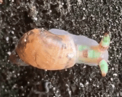 Mangez-moi ! Vidéo d’un escargot transformé en enseigne lumineuse par un ver parasite