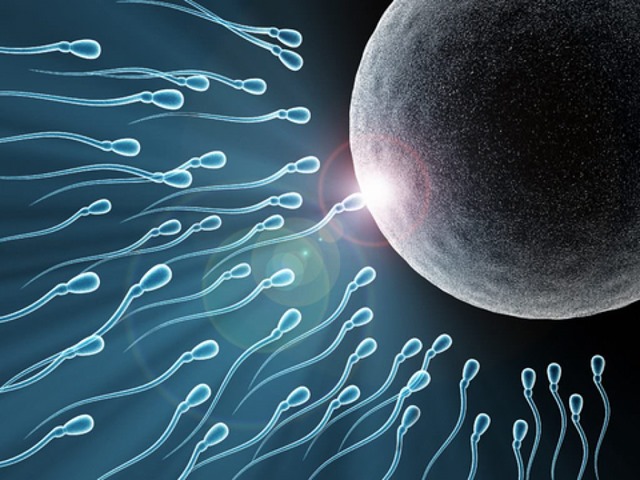 Plus vite ira un spermatozoïde, plus il y aura de chance qu’il produise un mâle