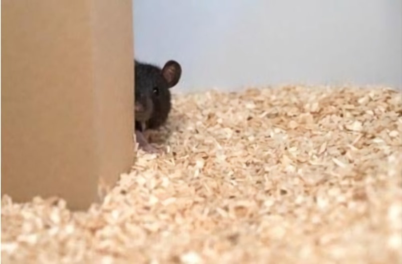 Les rats savent et aiment jouer à cache-cache