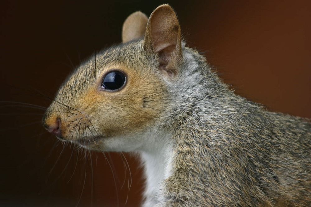 Les écureuils gris écoutent les oiseaux pour déterminer quand ils peuvent sortir en toute quiétude