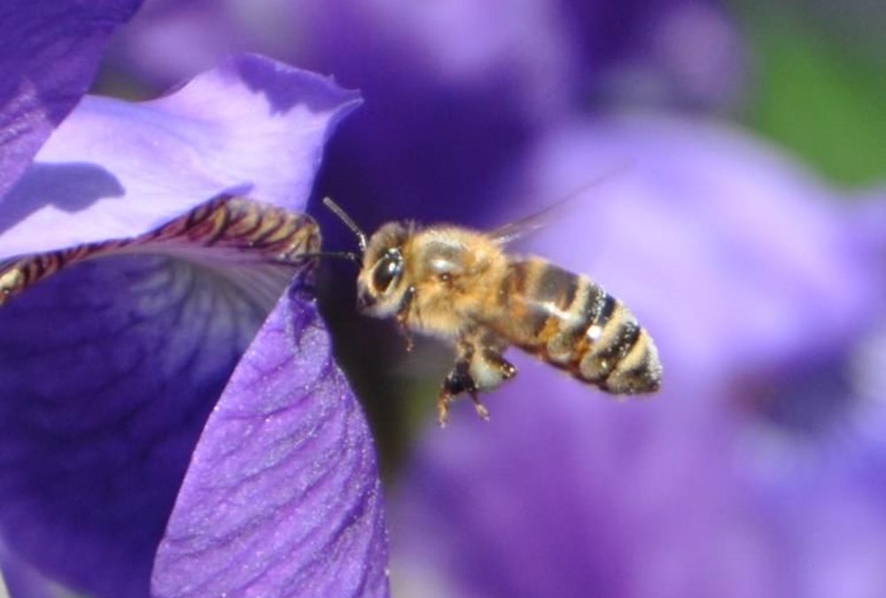 Entrainées correctement, les abeilles peuvent compter au-delà de 5