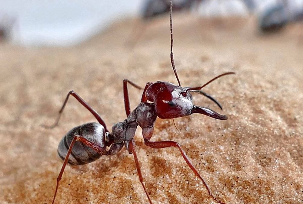 Record de vitesse : ces fourmis du désert galopent au rythme de 108 longueurs de corps par seconde
