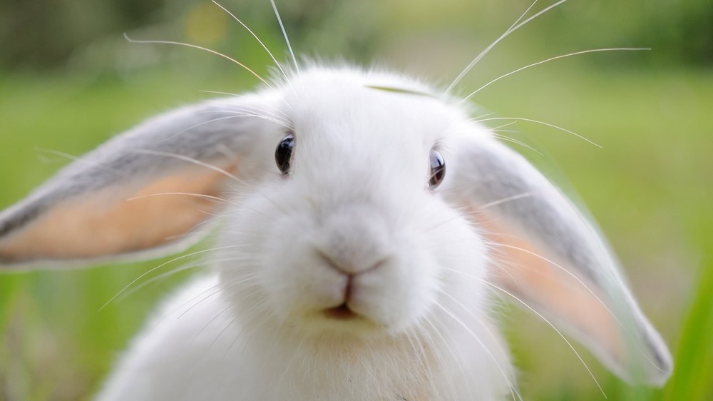 Un lapin très excité, aidé par un harem de lapines sous antidépresseur, pourrait bien avoir résolu le mystère de l’orgasme féminin