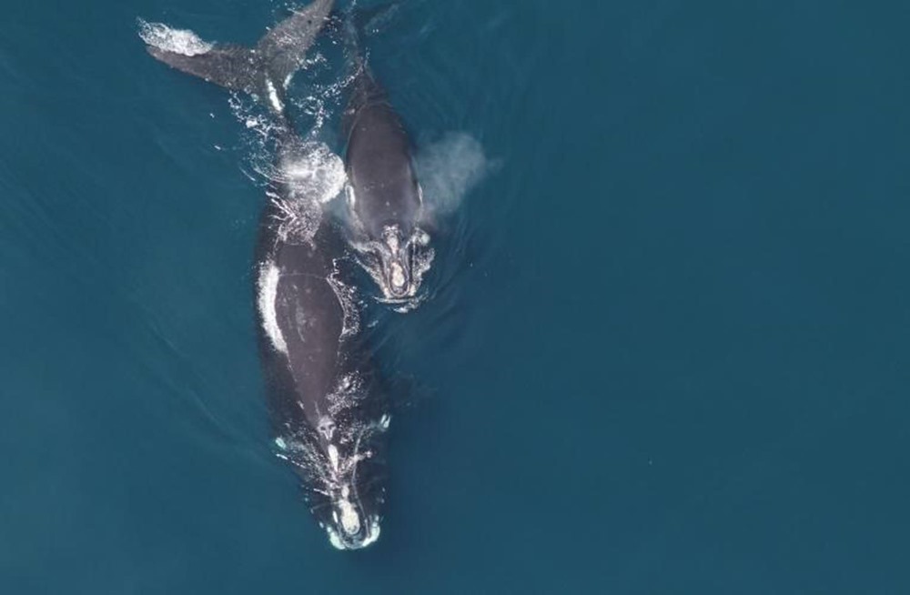 Les baleines franches s’adressent à leurs petits en " chuchotant " pour éviter les prédateurs