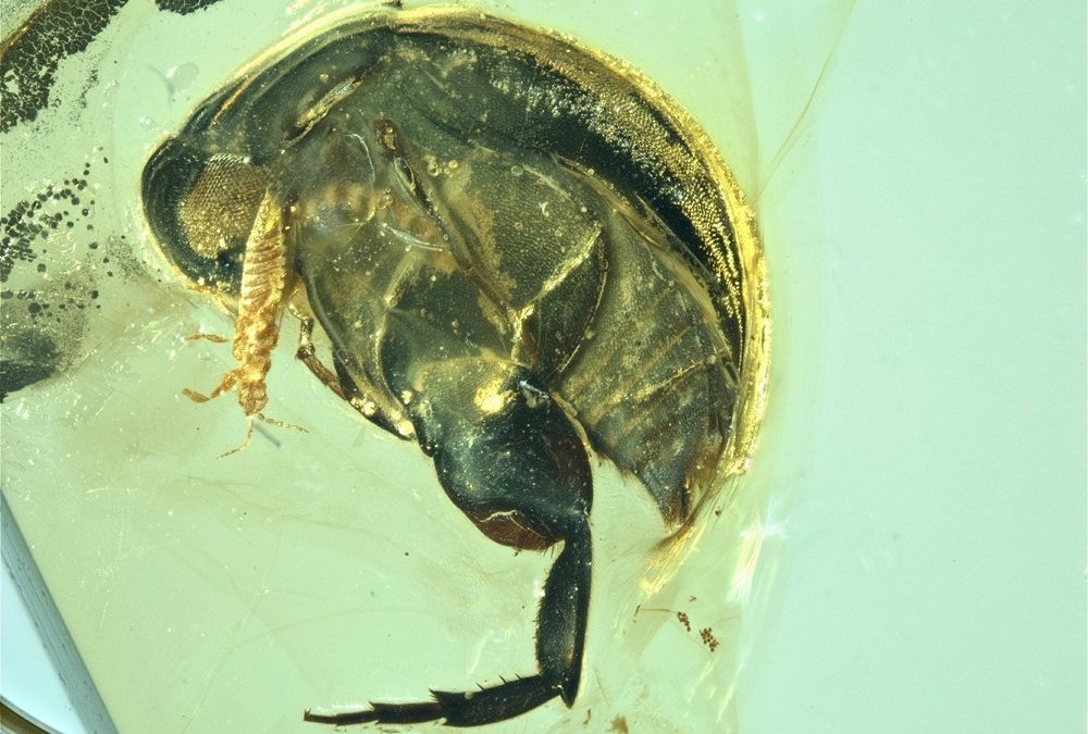 Un insecte piégé dans de l’ambre repousse la pollinisation par les insectes de 50 millions d’années