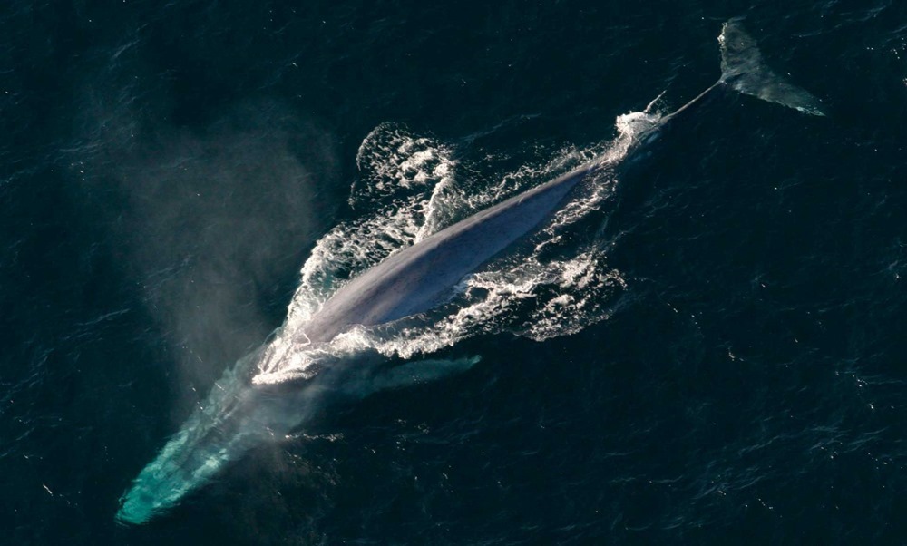 En plongée, le cœur de la baleine bleue palpite à 2 battements par minute