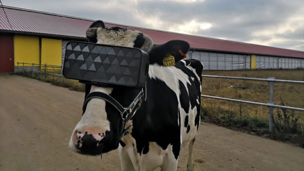 Rêve de vert pâturage : une vache russe avec un casque de réalité virtuelle