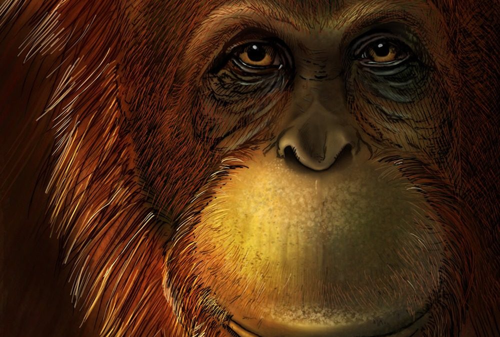Des protéines provenant de dents révèlent que le grand et mystérieux singe Gigantopithecus était un cousin éloigné des orangs-outans