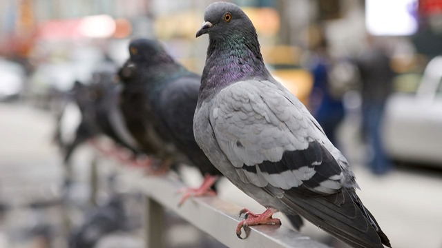 A Paris, les pigeons perdent leurs orteils à cause de cheveux humains