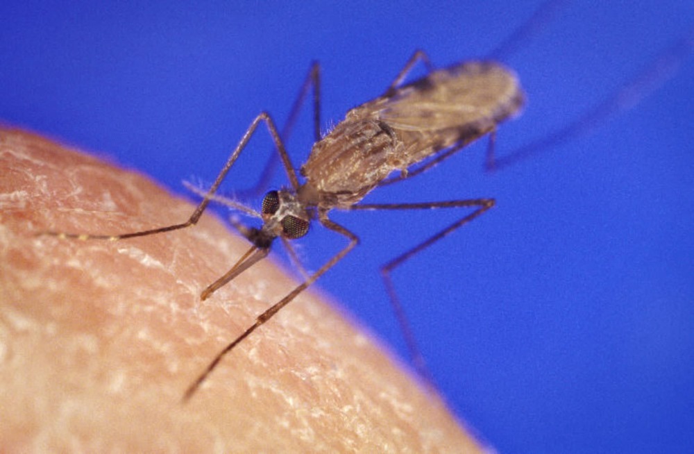 Les moustiques porteurs du paludisme développent une résistance aux insecticides par les pattes