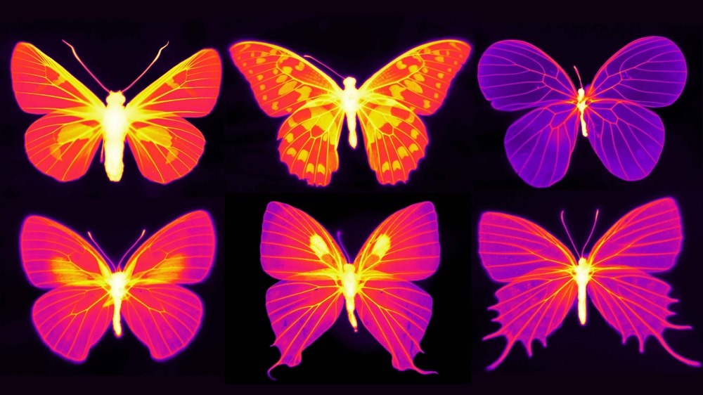 Les ailes des papillons sont des structures dynamiques et vivantes avec des réseaux sensoriels