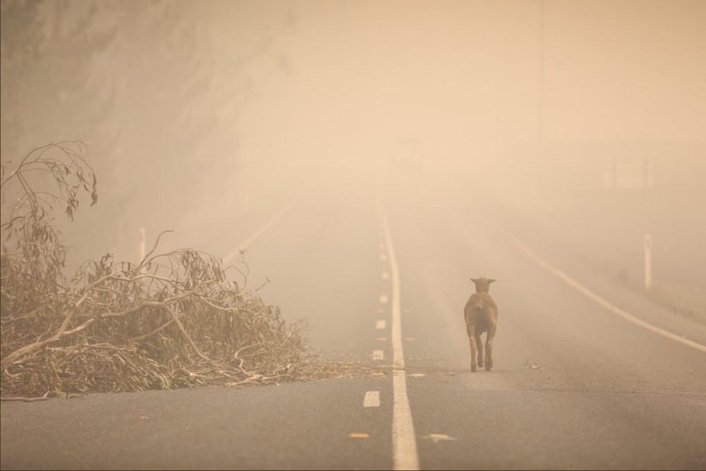 1,25 milliard d’animaux sont estimés avoir péri dans les feux de brousse en Australie