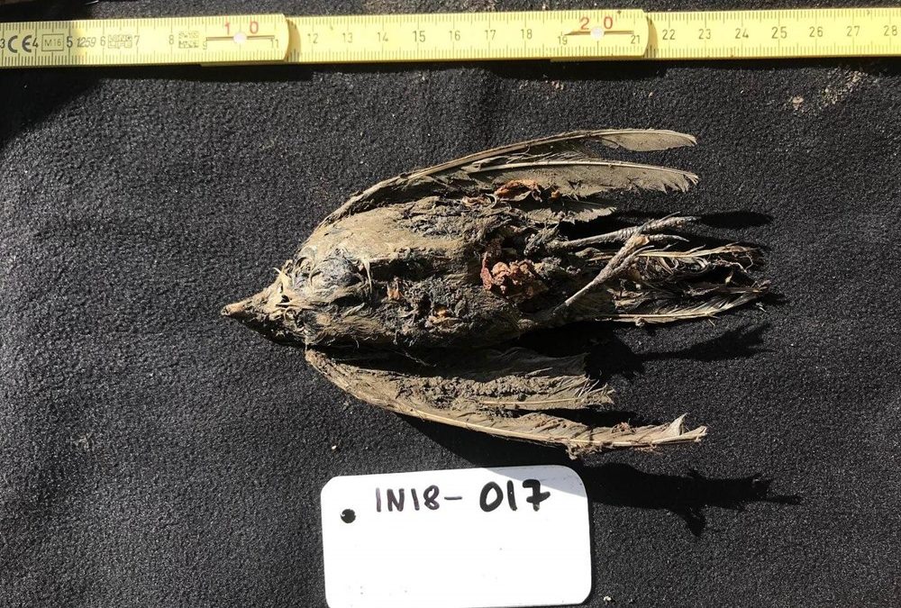 Comme tout juste sorti du congélateur : un oiseau de 46 000 ans fraichement extrait du sous-sol sibérien