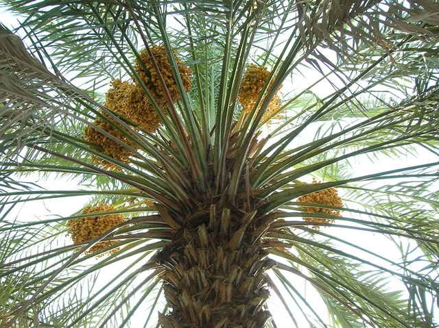 Des palmiers dattiers ont germé de graines vieilles de 2 000 ans