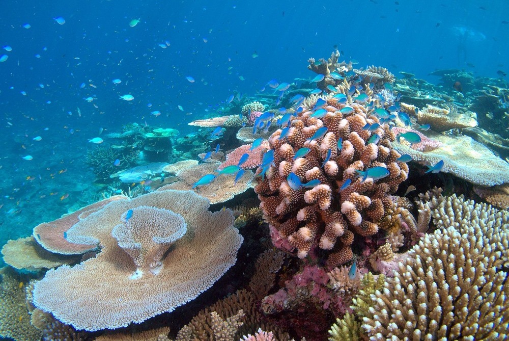 Température + acidité : les océans risquent de se révéler impropres à la vie des récifs coralliens d’ici 2100