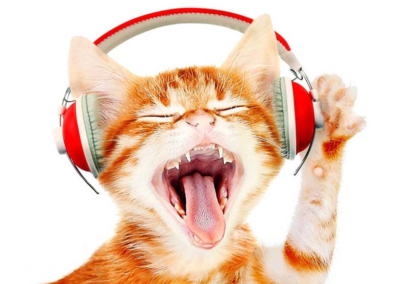 De la musique conçue spécialement pour les chats peut réduire leurs stress lors d’une visite chez le vétérinaire