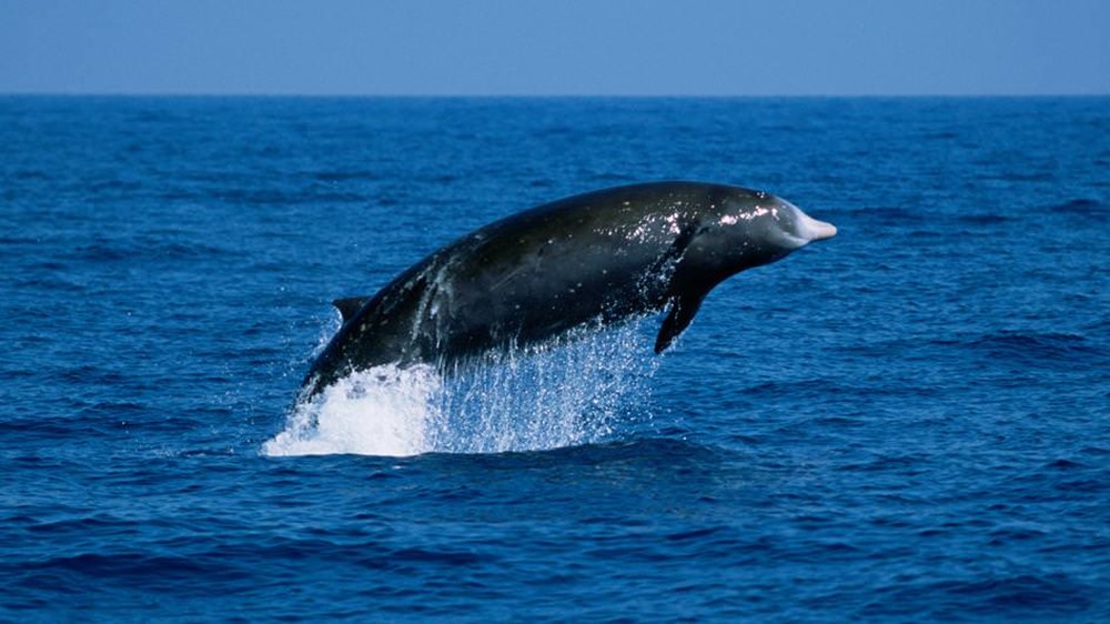 Mode furtif coordonné : la stratégie des baleines à bec pour ne pas se faire repérer par les orques