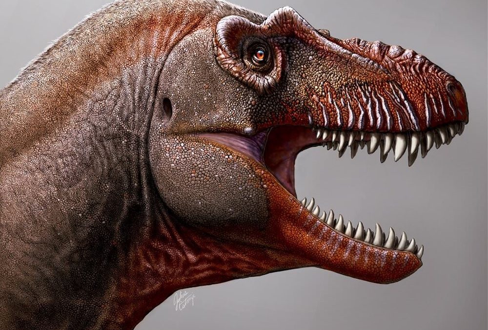 Découverte d’un tyrannosaure qui fut essentiel à l’essor de ces géants carnivores