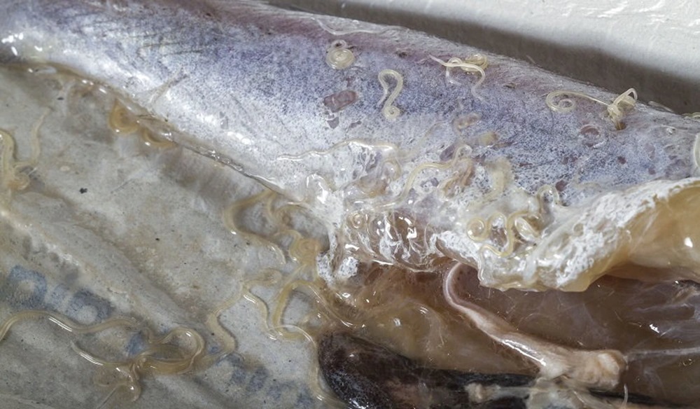Le poisson pour sushis contient désormais 283 fois plus de parasites que dans les années 1980