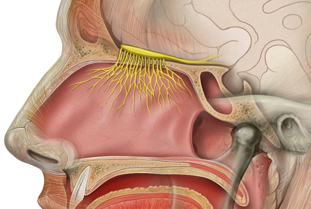 Perte de l’odorat et du gout : symptômes “anecdotiques” d’un début d’infection au COVID-19