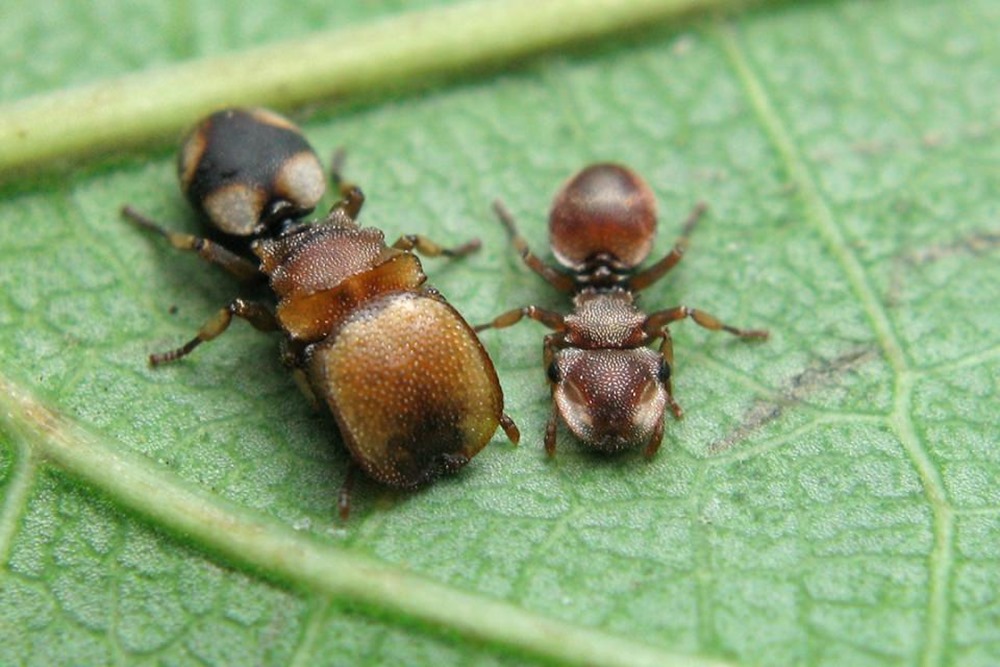Les va-et-vient de l’évolution chez des fourmis à grosse tête