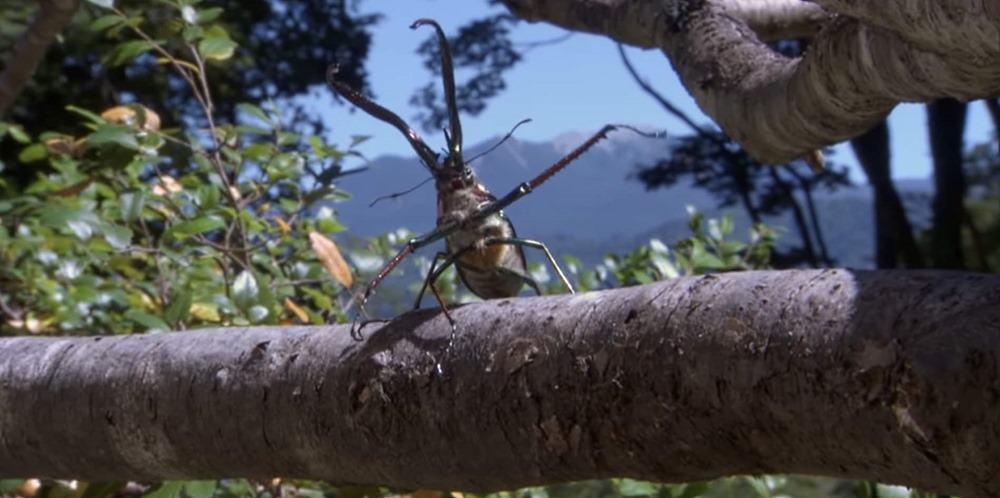 Ivre de colère, un coléoptère balance sa copine du haut d’un arbre de 25 m… et sur ce que cette fougue peut impliquer pour sa descendance (Vidéo)