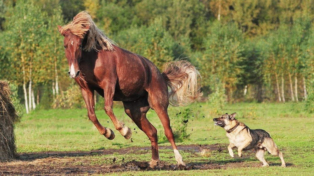 Le chien et le cheval partagent un langage commun pendant le jeu