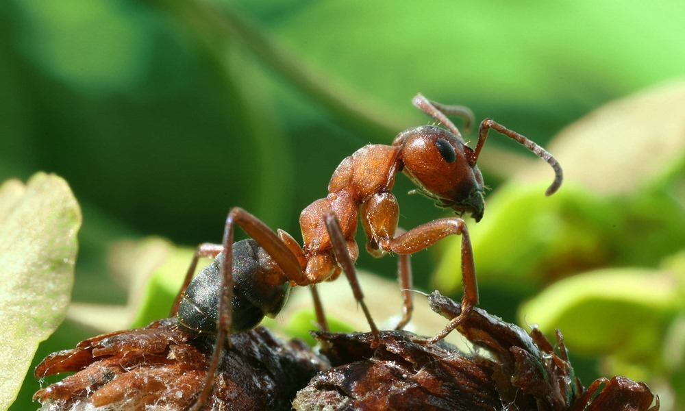 Des fourmis stockent leurs souvenirs à court terme sur un côté de leur cerveau et à long terme sur l’autre