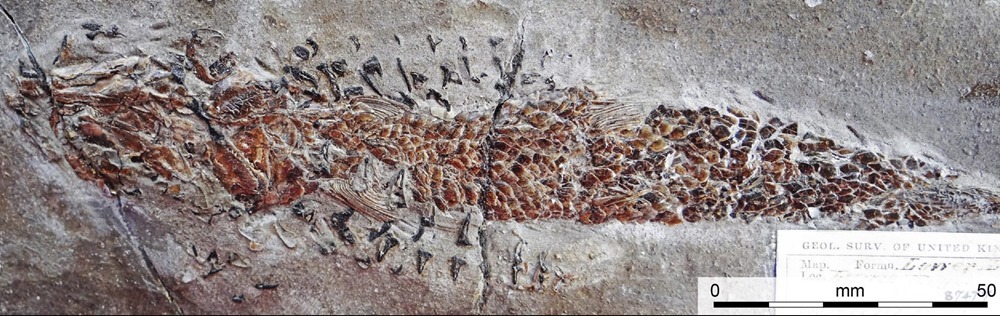 Fossilisation d’une attaque de calamar qui s’est mal terminée il y a 200 millions d’années