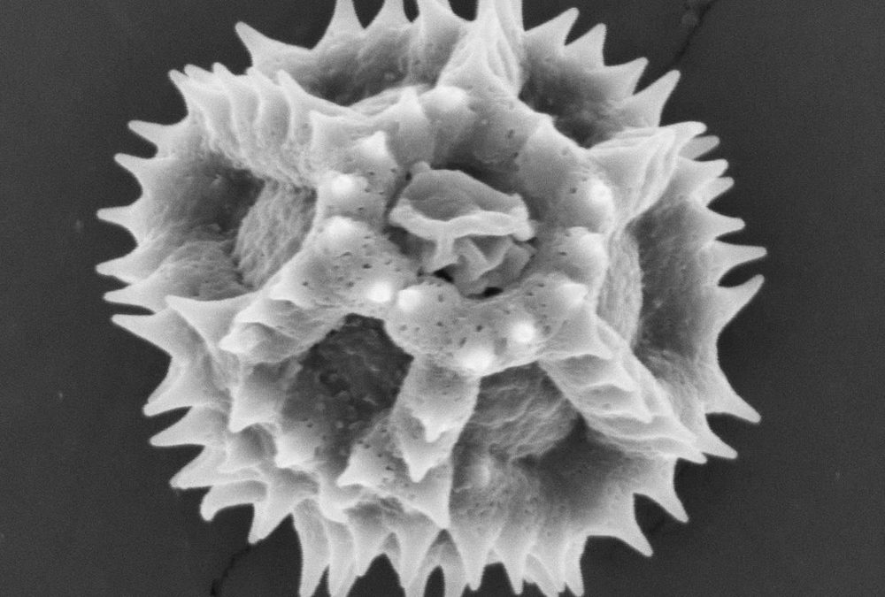 Ce pollen a évolué pour s’attacher aux bourdons de passage