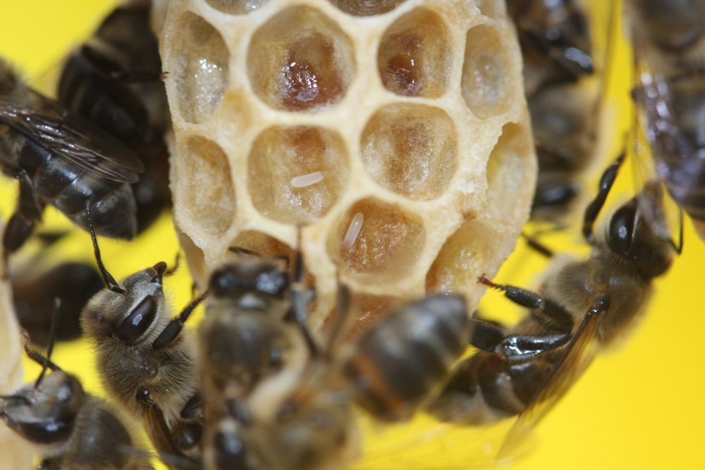 Sans rapports : un seul gène engendre des naissances virginale chez une cousine africaine de l’abeille européenne