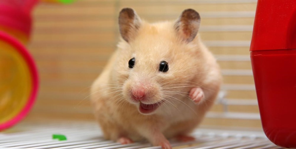 Des hamsters confirment que le port du masque est efficace contre la COVID-19