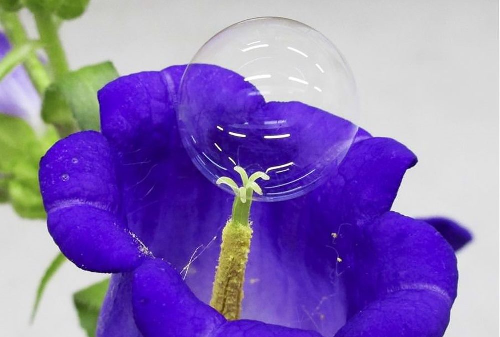 Sombre avenir : remplacer la méthode de pollinisation des plantes par les insectes avec des bulles de savon