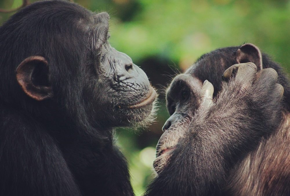 Les claquements particuliers des lèvres des chimpanzés feraient allusion à l’évolution de la parole humaine