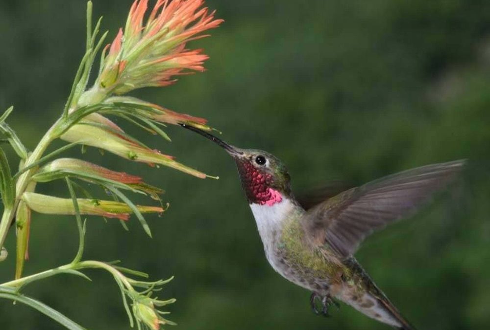 Des scientifiques ont emmené des colibris en haut d’une montagne pour les confronter au futur du changement climatique