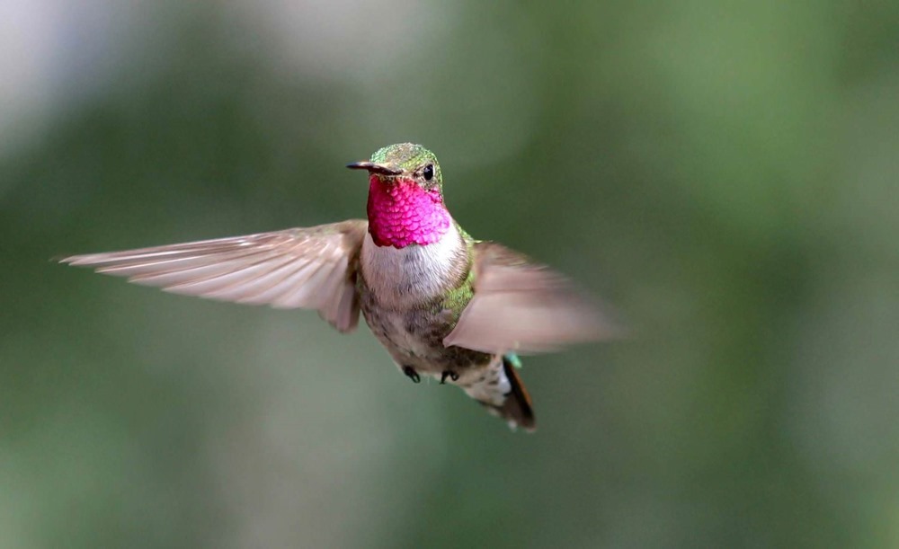 Les colibris peuvent voir des couleurs que l’humain ne peut même pas appréhender