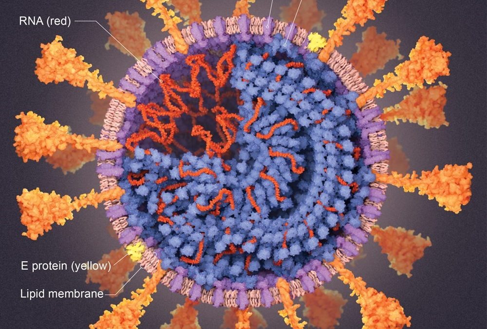 Un excellent guide visuel du coronavirus SARS-CoV-2
