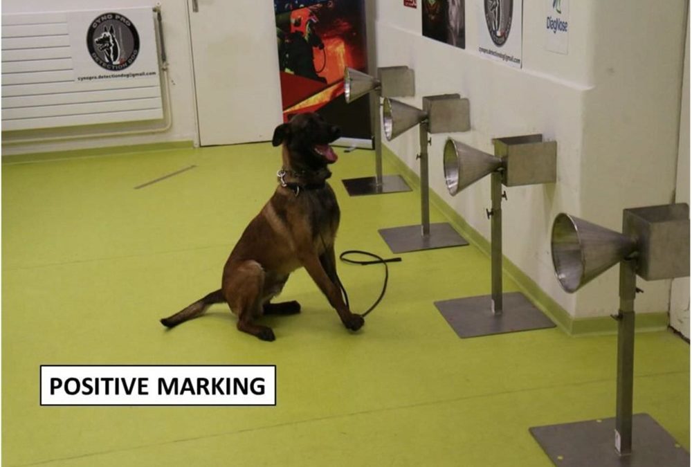 Des chiens réussissent dans 95 % des cas à détecter la COVID-19 à partir d’échantillons de sueur humaine