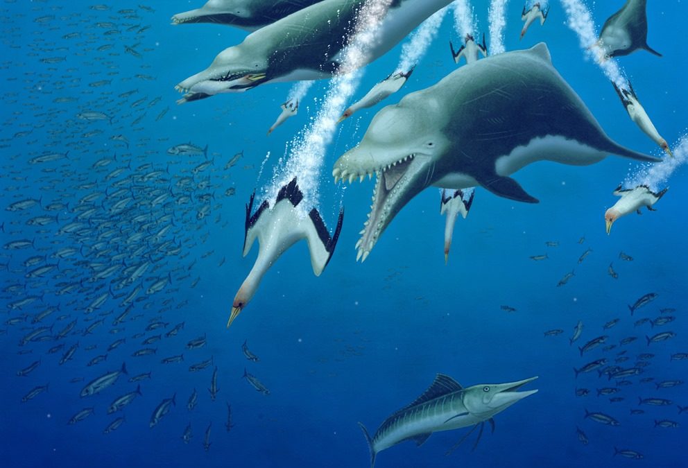 D’anciens énormes dauphins furent les premiers superprédateurs à écholocalisation