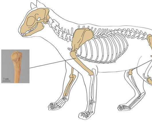 Un squelette de chat vieux de 1000 ans suggère que des bergers nomades se sont occupés de l’animal blessé sur la route de la soie