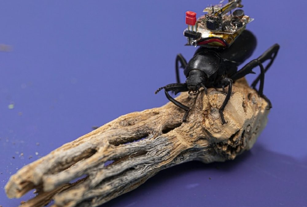 La “Go Pro” des insectes : des coléoptères peuvent désormais retransmettre en direct des vidéos de leurs aventures