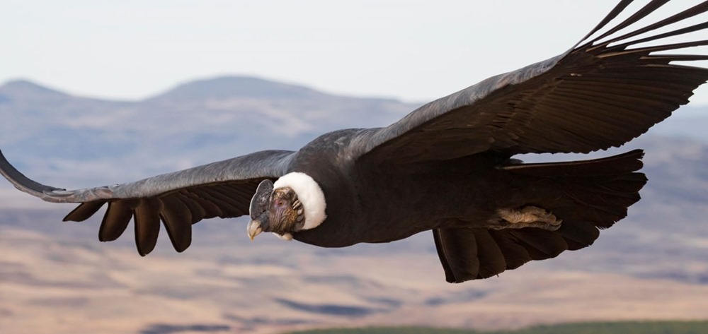 L’oiseau le plus lourd du monde bat des ailes pendant seulement 1 % de son temps de vol